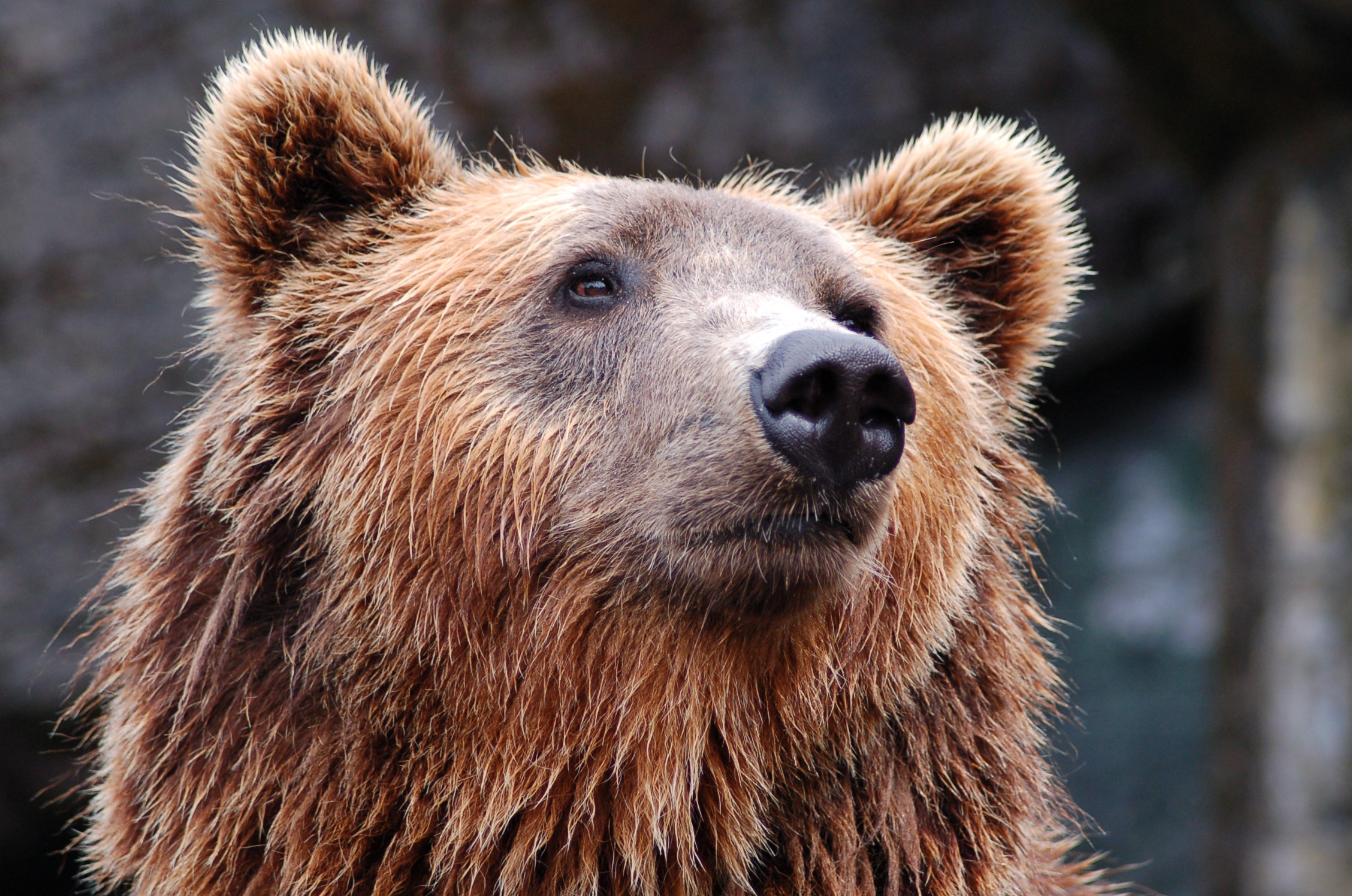 Staying Safe in Bear Country: Tips for Preventing Encounters